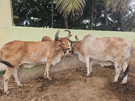 vechava na chhe