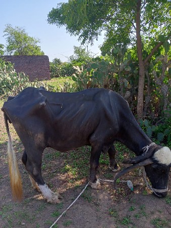 વેચવાનિ છે