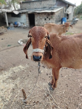 ગીર વાંસલડી ૩વષૅની છે