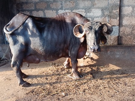ભેંસ વેચવાની છે