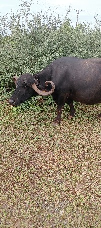 ભેંશ વેચવાની છે