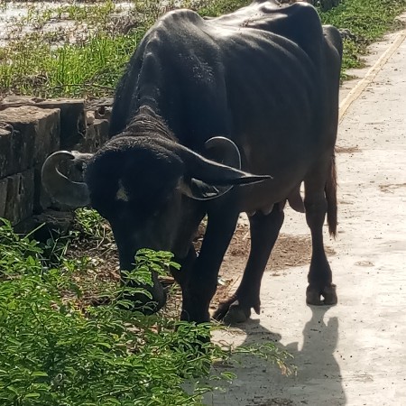 ભેસ