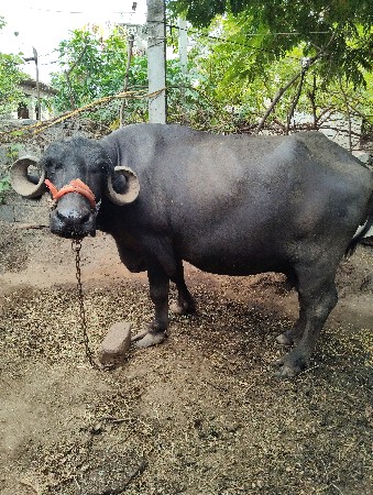 ભેંસ