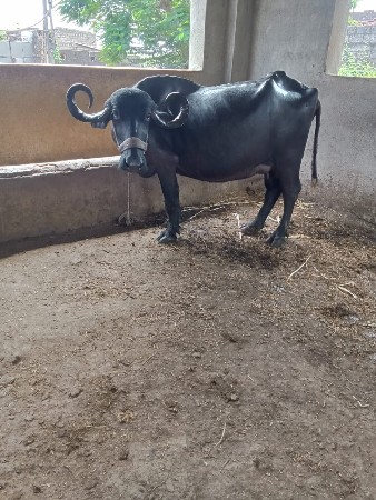 3 જુ વેતર ભેંસ વેચવાની છે