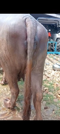 બે ભેંસ વેચવાની છે