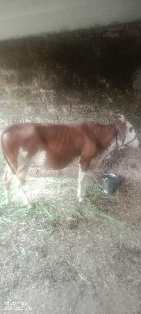 એચફ ગાયુ વેચવાની છે