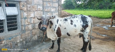 ગીર ગાય વેચવાની છે.
