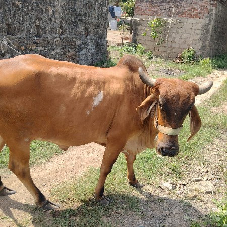 વેચવાની છે