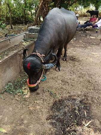 ભેંસ વેચવાની છે