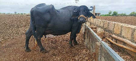 ભેંશ વેચવાની સે