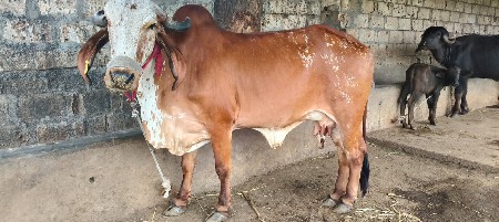 ગાય વેચવાની છે.