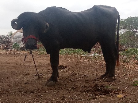 6 દાતે