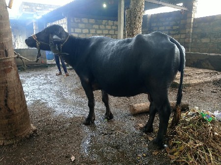 વેચવાની છે 2 વેતર .....
