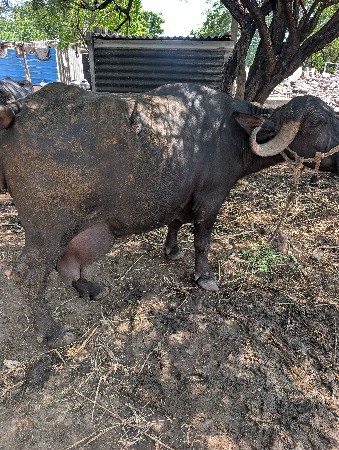 ભેંસ વેચવાની છે