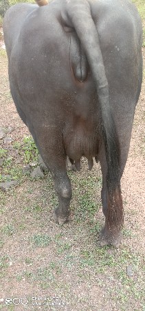 બે ભેંશ વેચવાની છે