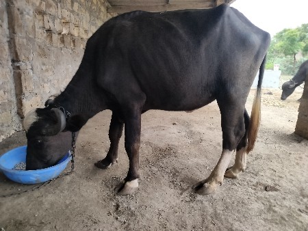 ખડેલી વેસવાની છે