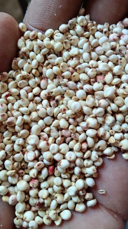 જુવાર નું બિયારણ વેચવાનું છે