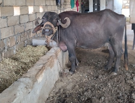 ભેંશ વેચવાની છે