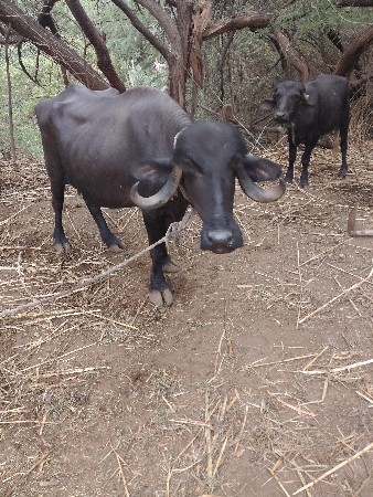 જામખંભાળિયા