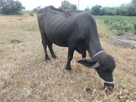 ભેંસ વેચવાની છે