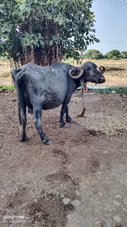 ભેંસ વેચવાની છે