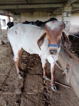 ગીરગાય