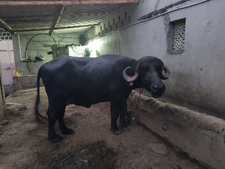 ભેંસ વેચવાની છે