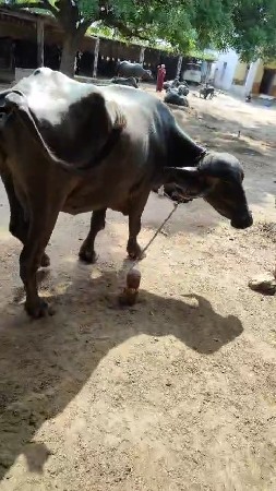 ભેંસ વેચવાની છે