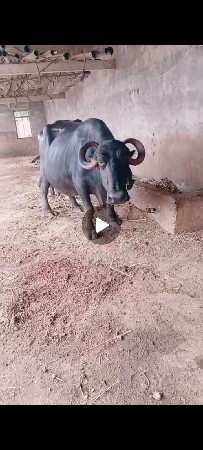 ભેંસ વેચવાની છે