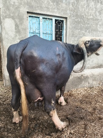 નવસુંદરી ભેંસ વેચવાની છે!