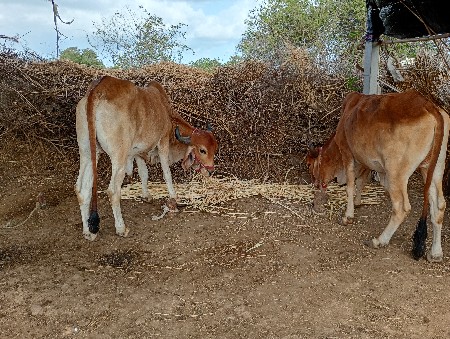 ગોઢલા વેચવા ના છે