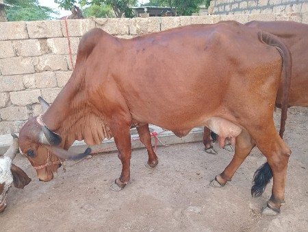 ગાય વેસવાની