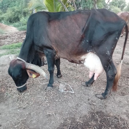 ગાય વેચવાની છે