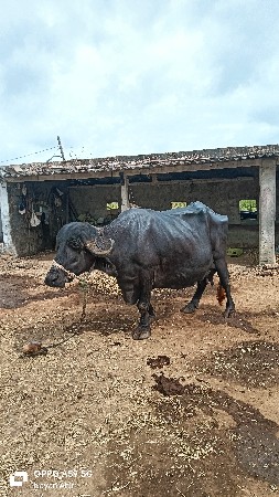 ભેંસ વેચવાની છે