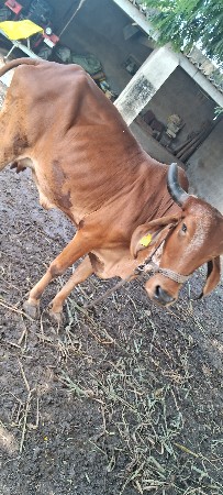 ગિર ગાય વેચવાની છે