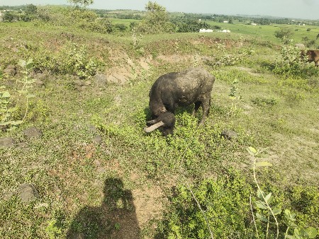 આ ભેંસ વેચવા ની છે