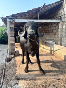 ખડેલું વેશવાનું સે