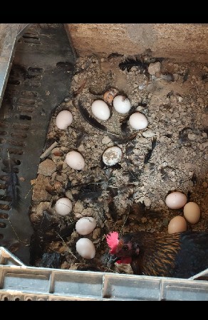 desi Sonali murga 🥚🥚🥚🥇🐔