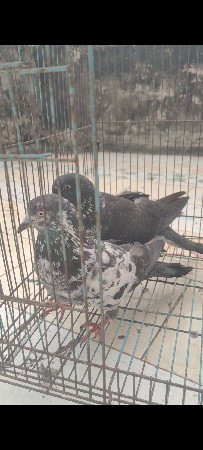 કબૂતર