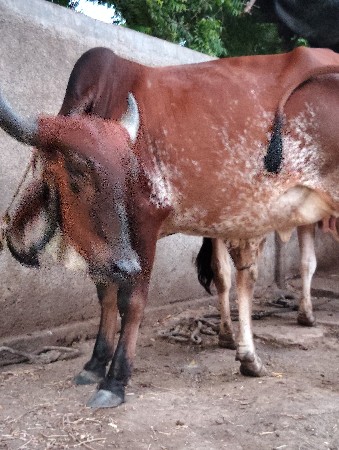 બેપેલાવેતરનાહોળકા