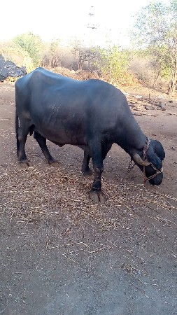 ભેંસ વેચવાની છે