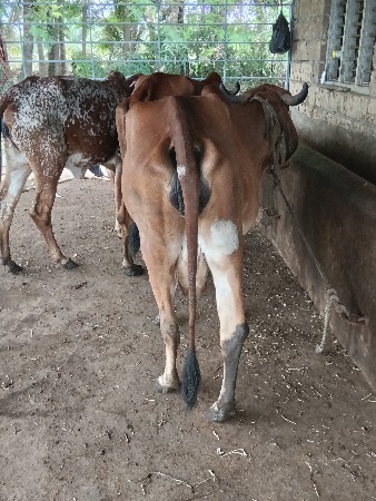 ગીર ગાય વેચવા ની છે