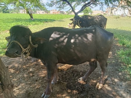 ભેસ વેચવાનિસે