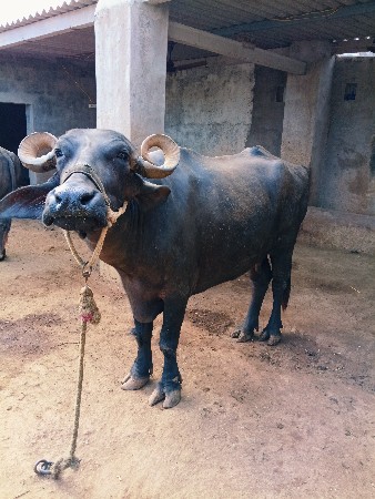 ભેંસ વેચવાની છે
