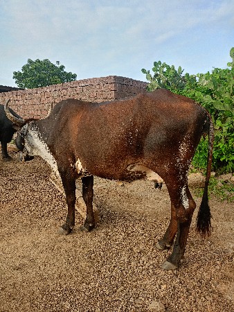 ગાય વેચવાની છે