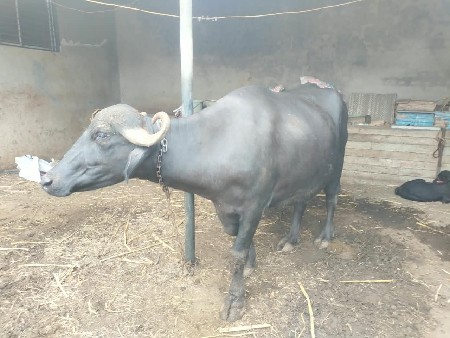 bhesh vechvanni chhe