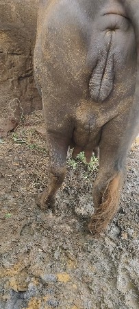ભેંસ વેચવાની છે સાવ સોજી છે