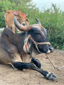 ગાય વેચવાની છે