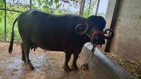 2 ભેંસ  વેચવાની છે.