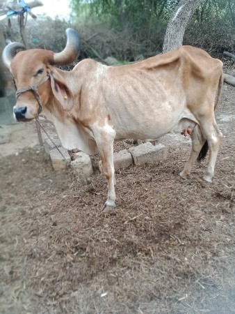 ગાય ફીમાં આપવા ની છે